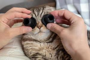 Scottish Fold cat in bewilderment, the owner's hands put two black objects to her eyes, as if they were glasses. Joking with pets. photo