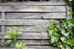 Old wooden fence with green plants on a summer day. Copy space. photo