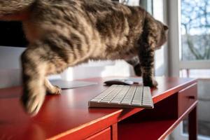 el gato travieso corre por el escritorio y puede dejar caer el teclado, que se encuentra peligrosamente en el borde del escritorio. actitud descuidada hacia el aparato. foto