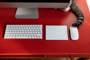 Cat hid behind the computer, only its tail is visible, on the desktop, where the keyboard, touchpad and mouse are located. Remote work. photo