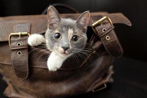 Charming little cat climbed into a leather briefcase and playfully peeks out of it, against a blurred background. photo