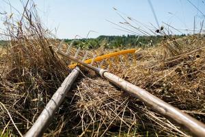 Rake lies on the dried hay, against the background of the blue sky and the forest, on a summer day. Village lifestyle. photo