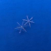 Two real macro snowflakes on a blue background. photo
