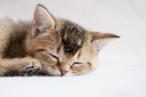 Cute, beautiful British kitten sleeping peacefully. Studio, white background. photo