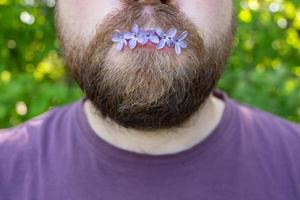 Small, beautiful lilac flowers in the mouth of a bearded man. Springtime. Close-up. photo