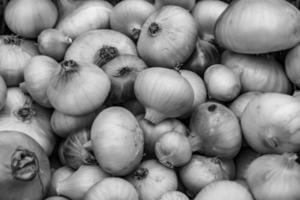 fotografía sobre el tema hermosa planta vegetal de cebolla foto