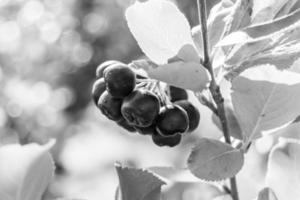 Photography on theme beautiful berry branch aronia bush photo