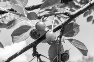 fotografía sobre el tema hermosa fruta rama cerezo foto