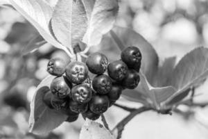 fotografía sobre el tema hermosa baya rama aronia arbusto foto