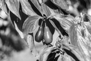 Photography to theme beautiful grow berry dogwood on background summer leaves photo