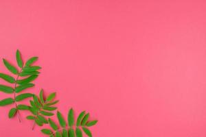 Green rowan tree leaves on bright pink background photo