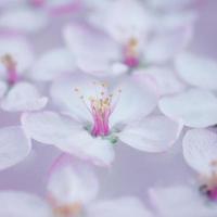 White flowers floating in water photo