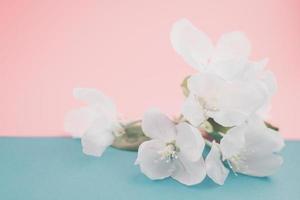 Apple blossoms over blurred color background photo