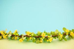 Spring blossoming barberry branch photo