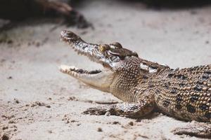 This is a photo of an estuarine crocodile with the Latin name Crocordilus porosus in the zoo.