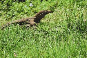 esta es una foto de un lagarto salvator o un monitor de agua con el nombre latino varanus salvator en un zoológico.