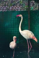 This is a photo of a flamingos at the Zoo. F