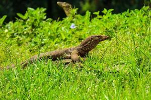 This is a photo of a salvator lizard or water monitor with the Latin name Varanus Salvator in a zoo.