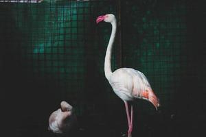 This is a photo of a flamingos at the Zoo. F