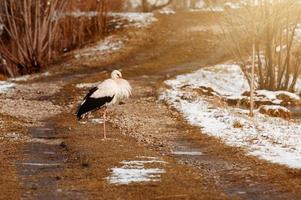 cigüeña y primavera temprana con nieve, cigüeña migratoria, pájaros en ucrania. foto