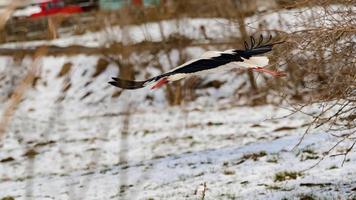 cigüeña y primavera temprana con nieve, cigüeña migratoria, pájaros en ucrania. foto