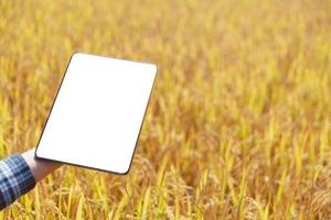 concepto de agricultura, campo de arroz maduro y paisaje del cielo en la granja. cosecha de agricultores del campo de arroz en la temporada de cosecha. agricultor que usa tabletas para investigar hojas de arroz en un campo de cultivo orgánico. foto