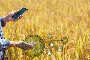 agricultura inteligente con internet de las cosas, concepto iot. la agricultura y la tecnología moderna se utilizan para gestionar los cultivos. análisis de información como el clima, las condiciones del suelo y el medio ambiente. campo de cultivo de arroz foto