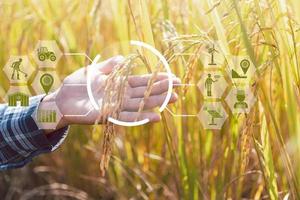 agricultura inteligente con internet de las cosas, concepto iot. la agricultura y la tecnología moderna se utilizan para gestionar los cultivos. análisis de información como el clima, las condiciones del suelo y el medio ambiente. campo de cultivo de arroz foto