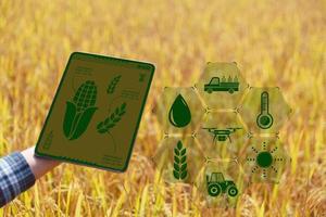 agricultura inteligente con internet de las cosas, concepto iot. la agricultura y la tecnología moderna se utilizan para gestionar los cultivos. análisis de información como el clima, las condiciones del suelo y el medio ambiente. campo de cultivo de arroz foto