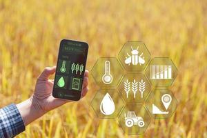 agricultura inteligente con internet de las cosas, concepto iot. la agricultura y la tecnología moderna se utilizan para gestionar los cultivos. análisis de información como el clima, las condiciones del suelo y el medio ambiente. campo de cultivo de arroz foto