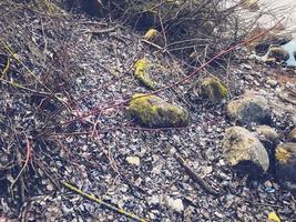 Large round beautiful natural stones cobblestones covered with green moss in the forest photo