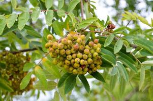 Beautiful green natural sour unripened round berries of mountain ash on a branch of a rowan tree with green leaves. The background photo