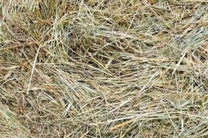 The texture of a round natural dried dry haystack of straw is a dry grass with spikelets and grass blades of brown yellow. The background photo