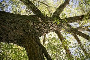 Tree Branches with Leaves photo