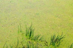 Texture of green swamp dirty natural water with plants of cane leaves. The background photo