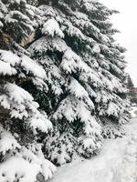 Winter texture with Christmas trees with branches festive covered with a thick layer of white cold shiny fluffy snow standing in a row like a fence in the forest. The background photo