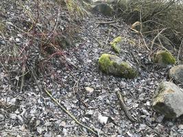 grandes adoquines redondos de hermosas piedras naturales cubiertos de musgo verde en el bosque foto