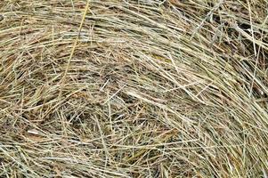 The texture of a round natural dried dry haystack of straw is a dry grass with spikelets and grass blades of brown yellow. The background photo