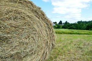 The texture of a round natural dried dry haystack of straw is a dry grass in a village on a farm against a blue sky with clouds. Harvesting of animal feed. The background photo