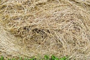 The texture of a round natural dried dry haystack of straw is a dry grass with spikelets and grass blades of brown yellow. The background photo