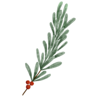 Christmas Branch Watercolor png