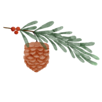 ilustración acuarela de pino png