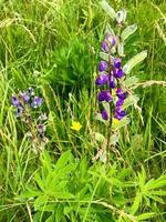 Violet natural flowers with small fluffy buds petals with buds in green grass photo