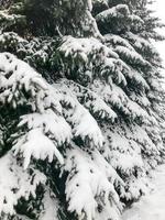 Winter texture with Christmas trees with branches festive covered with a thick layer of white cold shiny fluffy snow standing in a row like a fence in the forest. The background photo