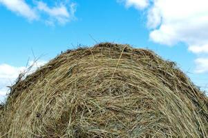 The texture of a round natural dried dry haystack of straw is a dry grass in a village on a farm against a blue sky with clouds. Harvesting of animal feed. The background photo