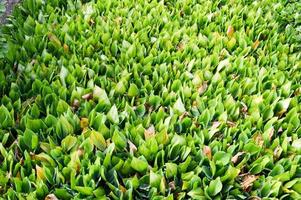 Texture of green fresh young plant sprouts of unblown lilies of the valley with green leaves of grass without flowers. The background photo