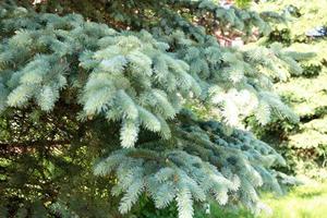 Green fluffy thorny coniferous fir-tree pine branches of a tree fir-trees illuminated by sunlight photo