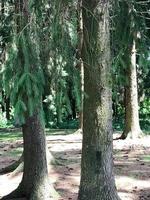 dos abetos con poderosos troncos y agujas verdes en un bosque de coníferas foto