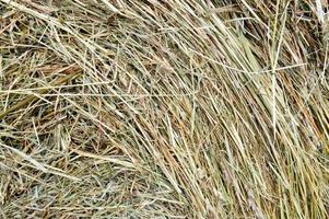 The texture of a round natural dried dry haystack of straw is a dry grass with spikelets and grass blades of brown yellow. The background photo