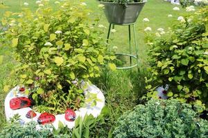 Homemade flowerbed with beautiful cet and plants, greens and green grass photo